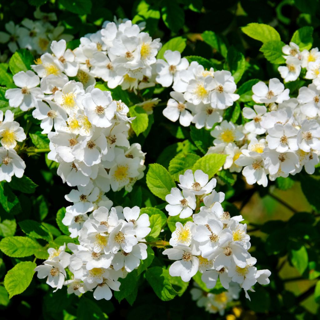 Rosal Sally Holmes