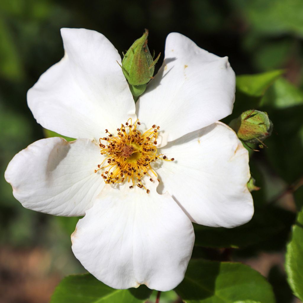 Rosal Sally Holmes