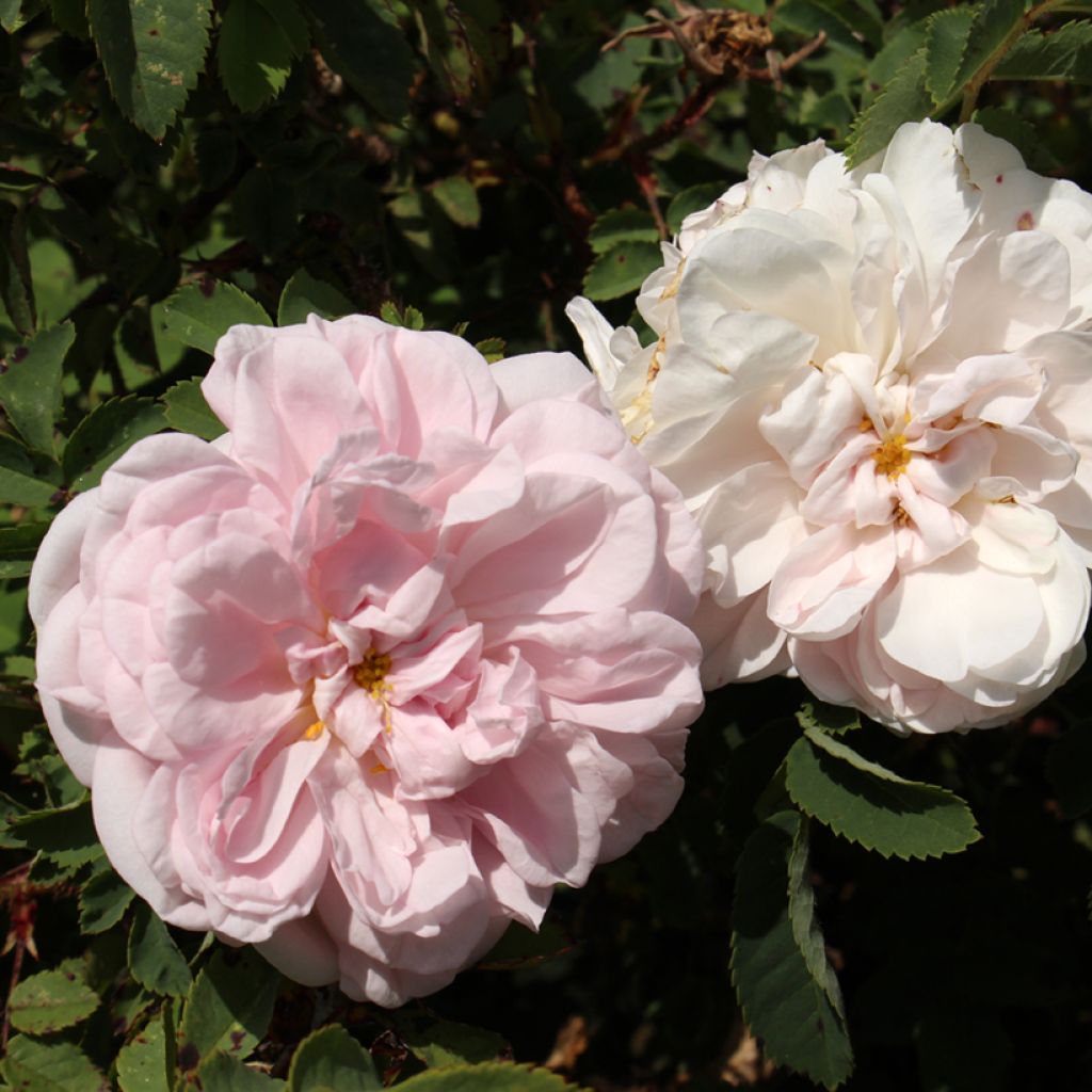 Rosal pimpinellifolia Stanwell Perpetual