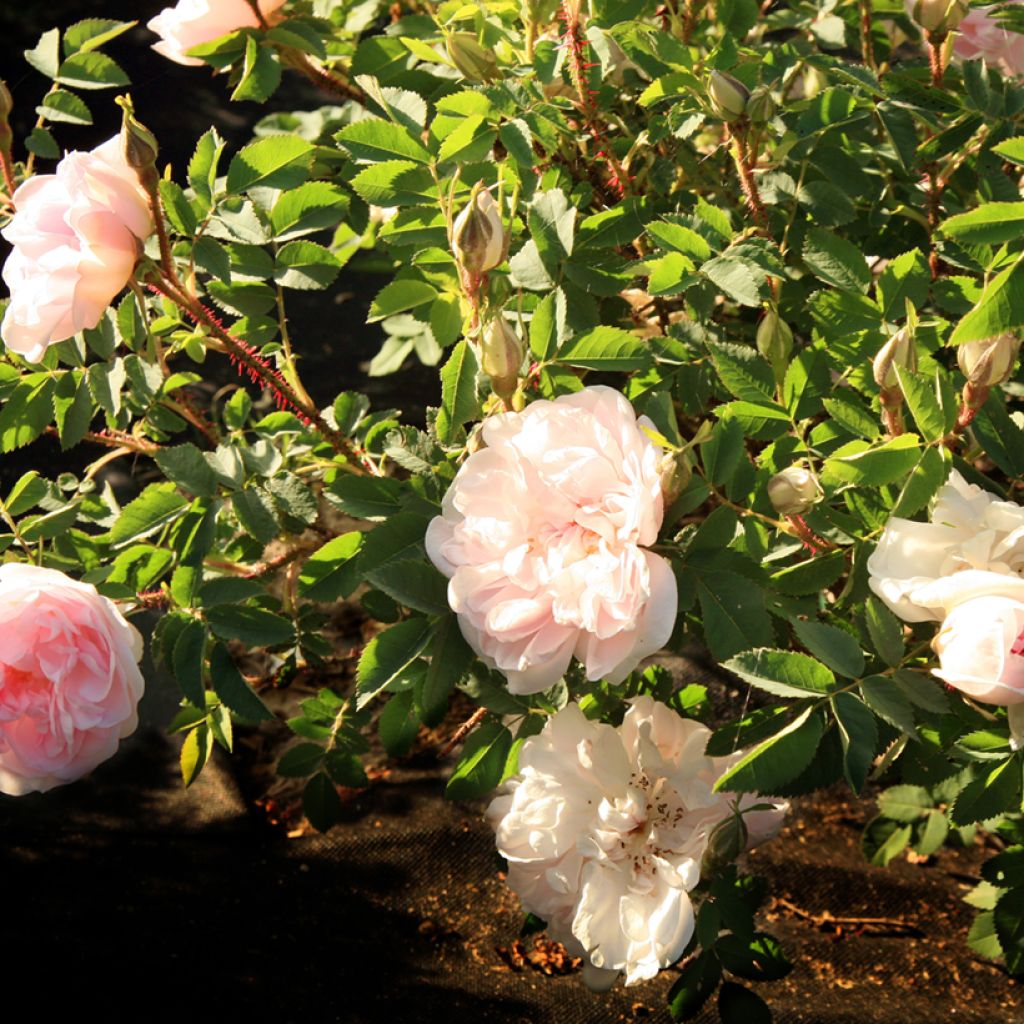Rosal pimpinellifolia Stanwell Perpetual