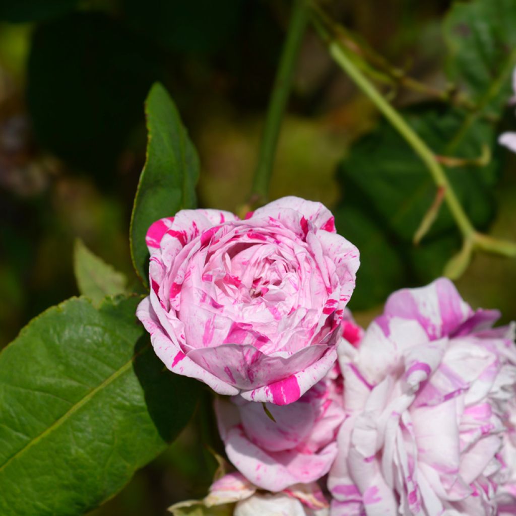 Rosal Variegata di Bologna