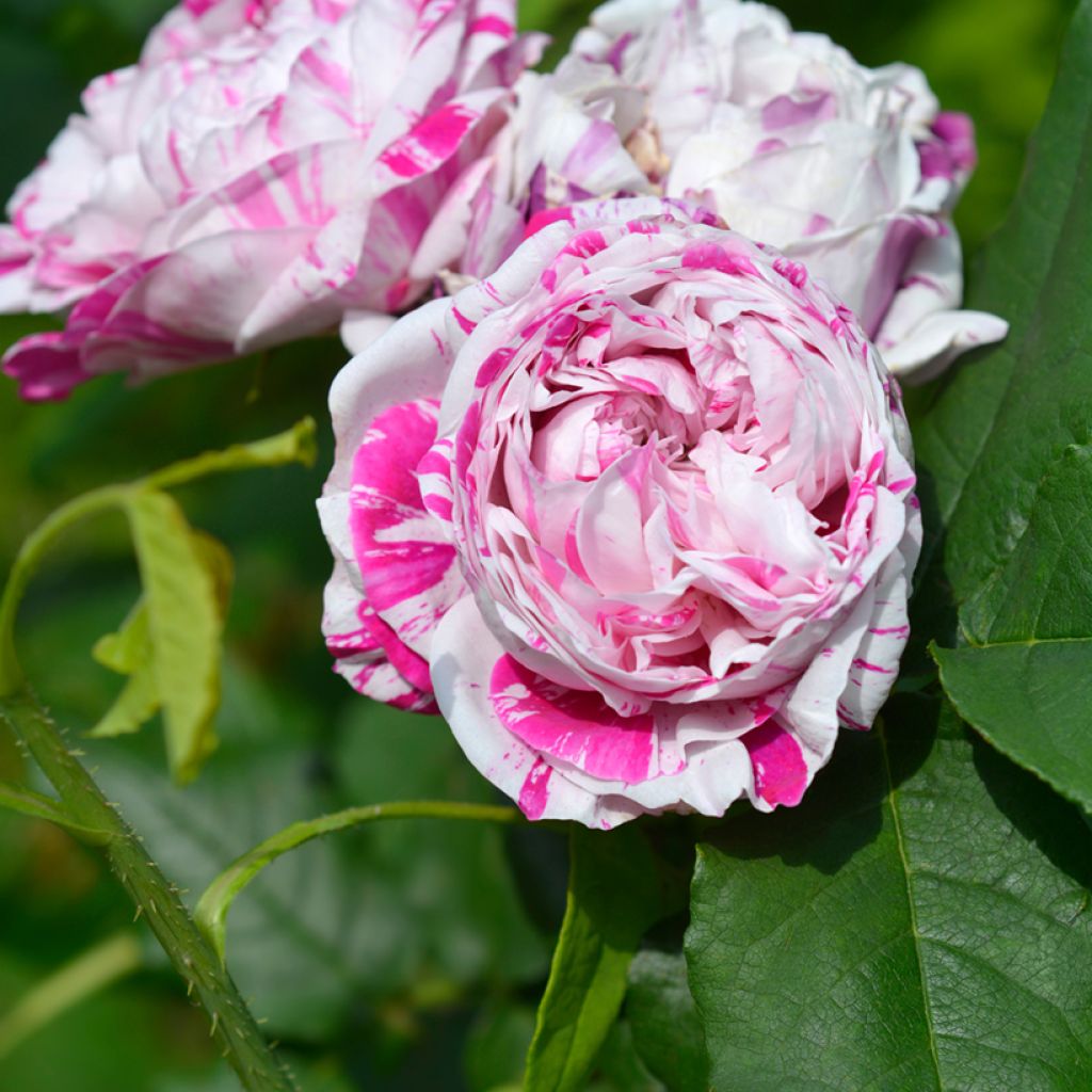 Rosal Variegata di Bologna