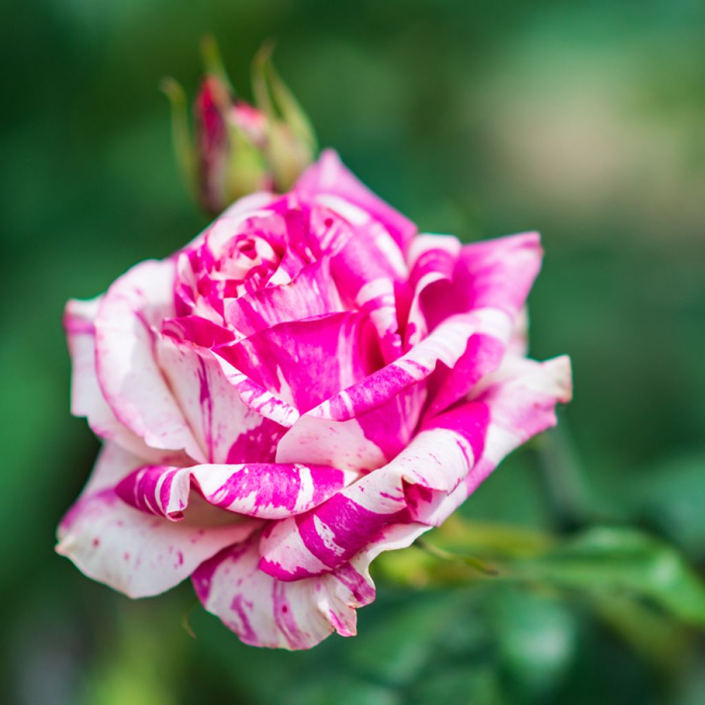 Rosal Variegata di Bologna