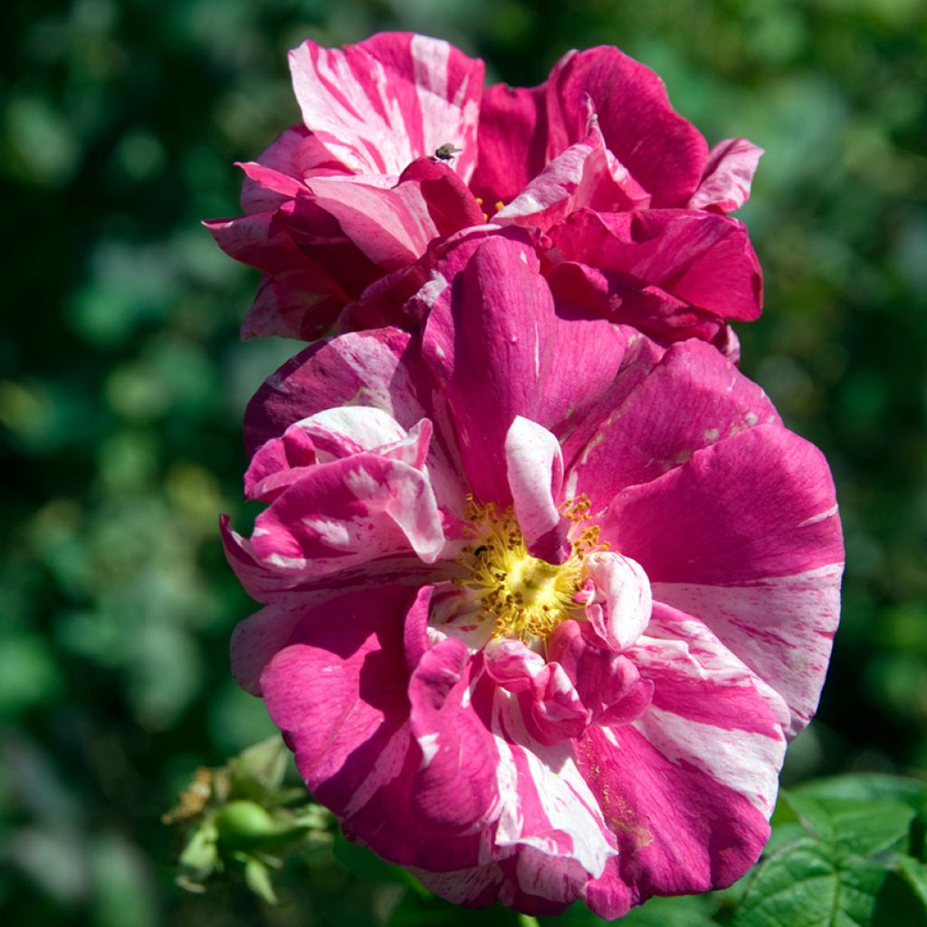 Rosal gallica Versicolor - Rosal de Castilla