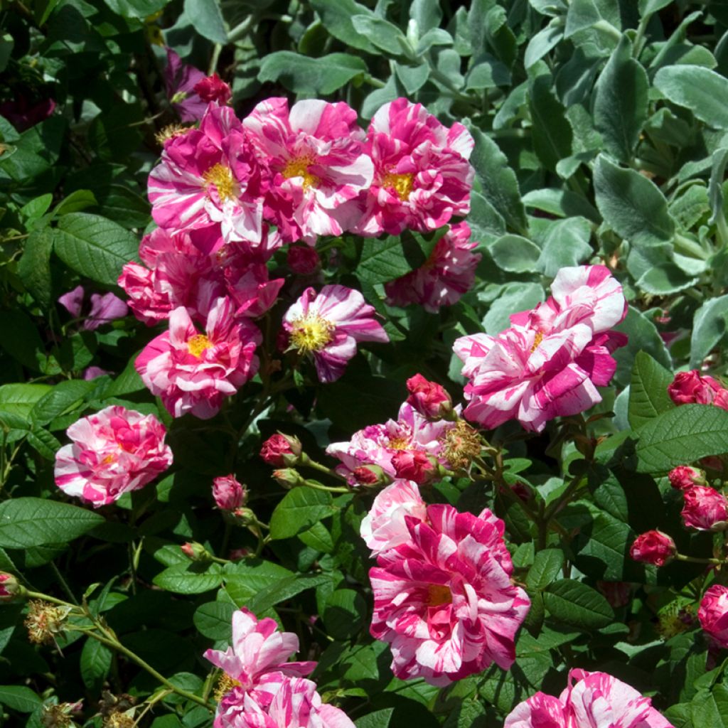 Rosal gallica Versicolor - Rosal de Castilla