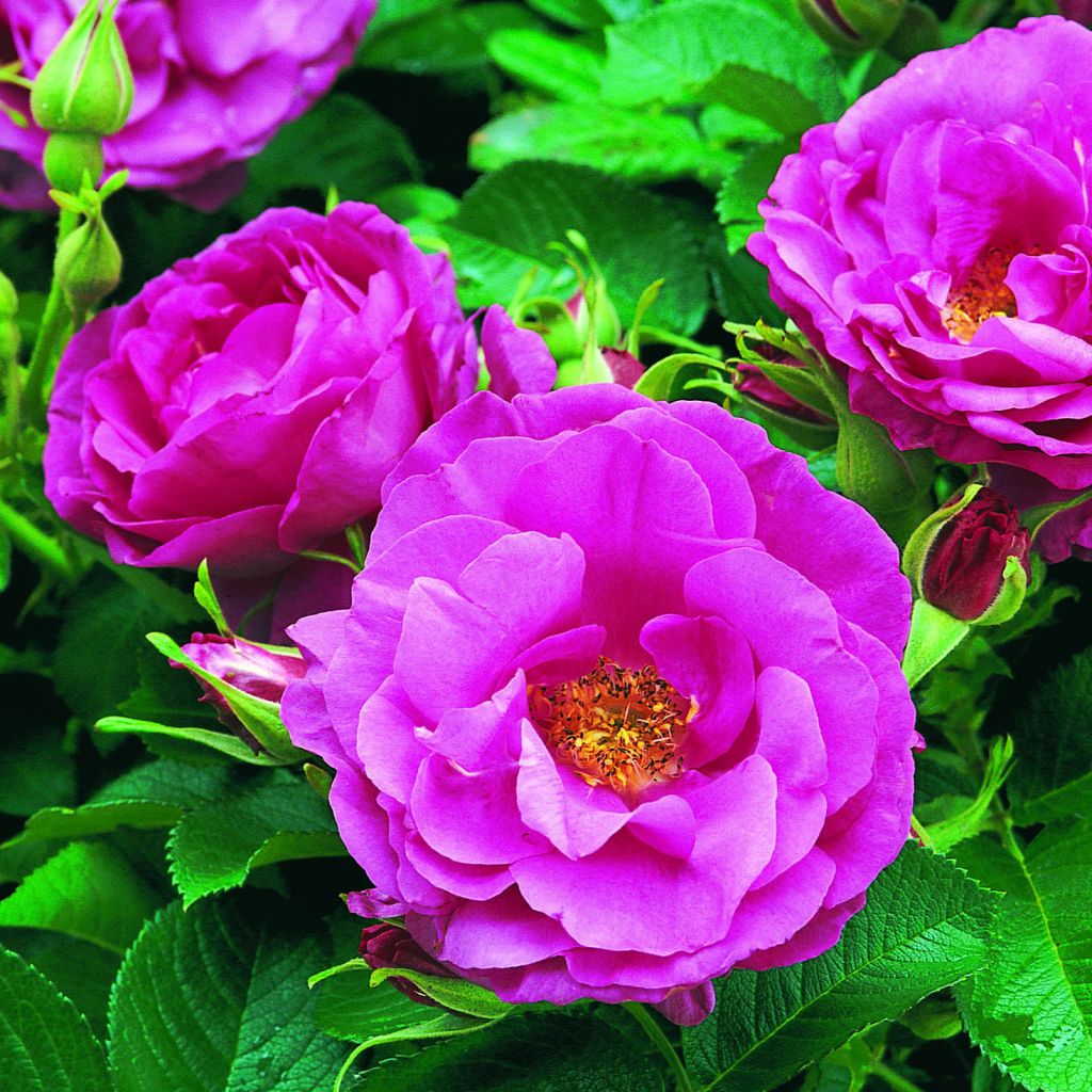 Rosal rugosa Wild Edric - Aushedge