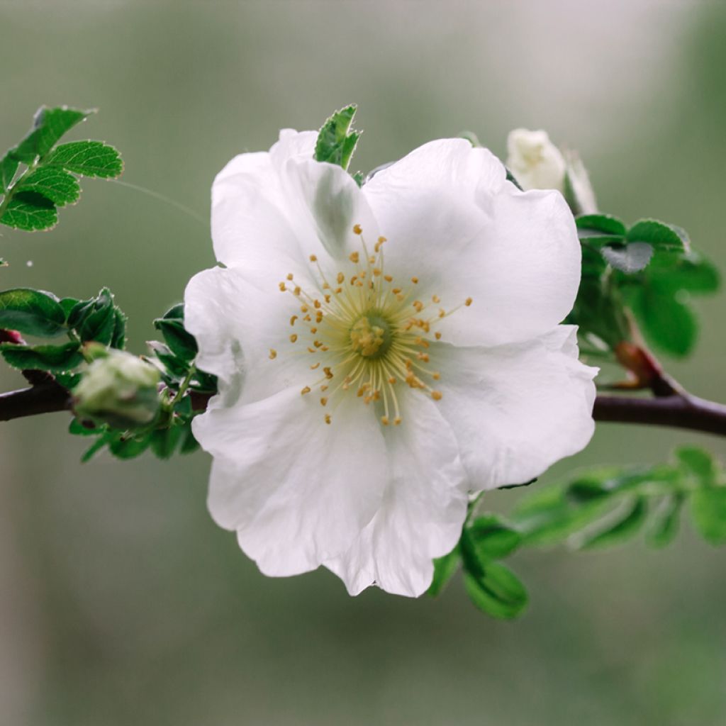 Rosal Nevada
