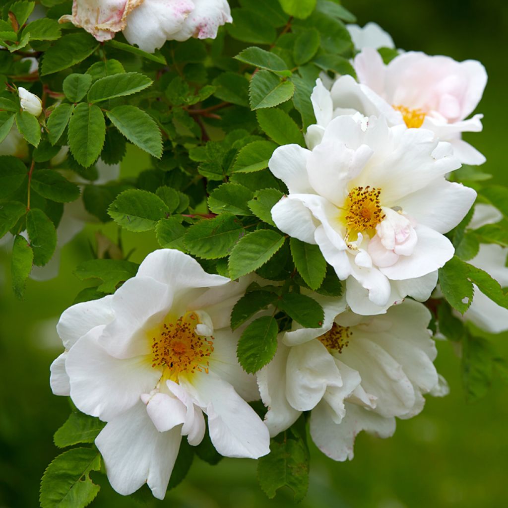 Rosal Nevada