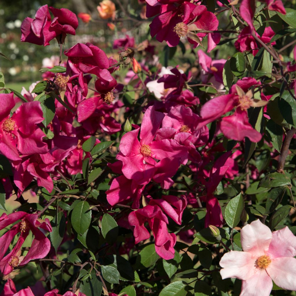 Rosa Mutabilis - Rosa china