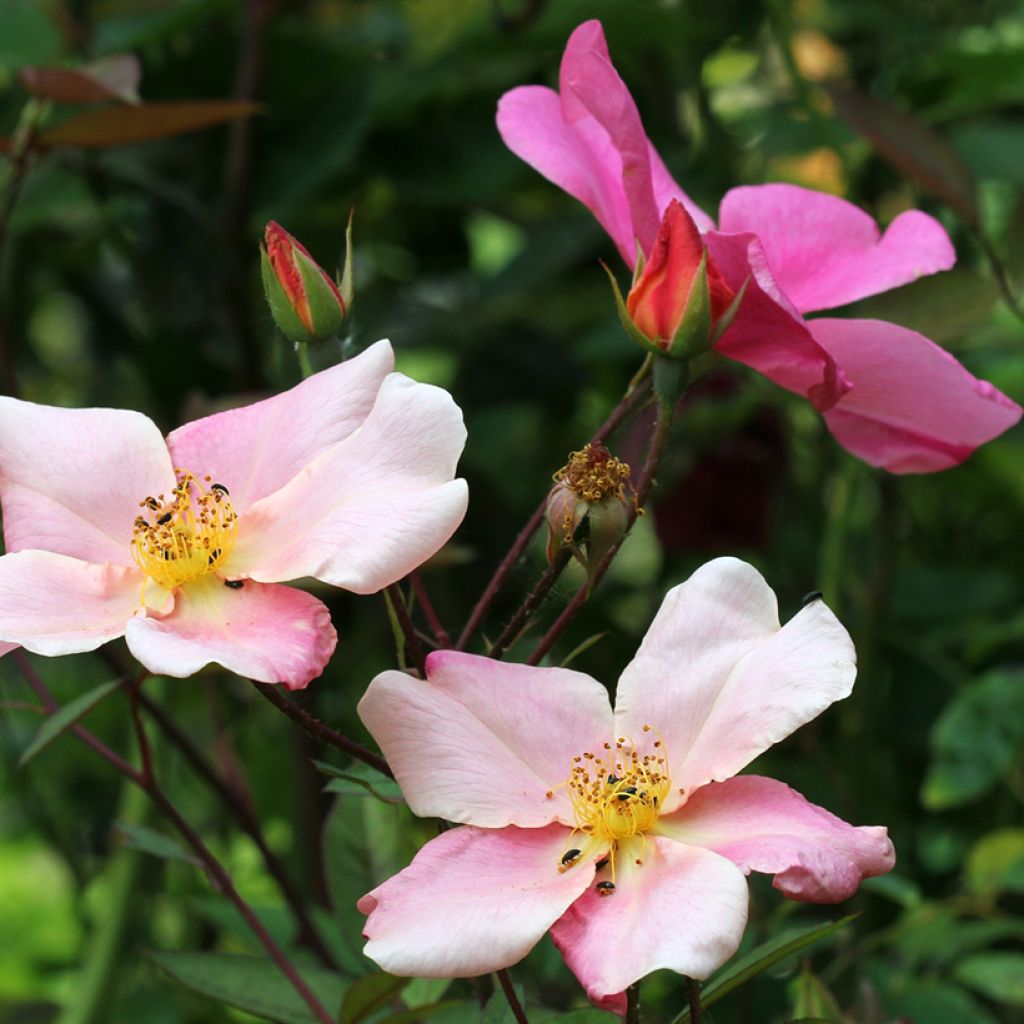 Rosa Mutabilis - Rosa china