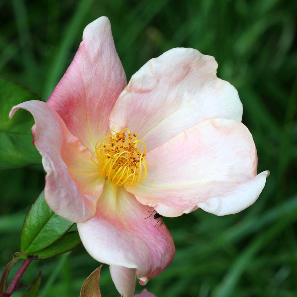 Rosa Mutabilis - Rosa china