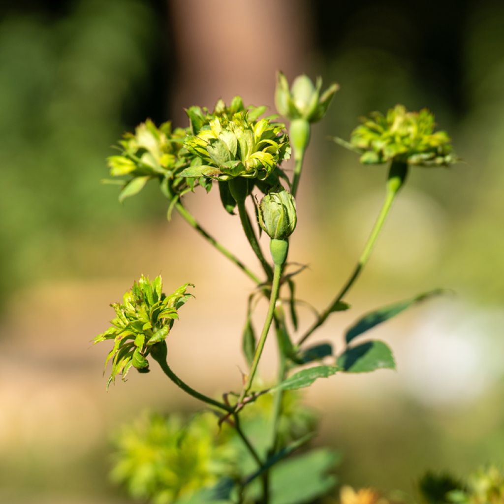 Rosa Viridiflora - Rosa china