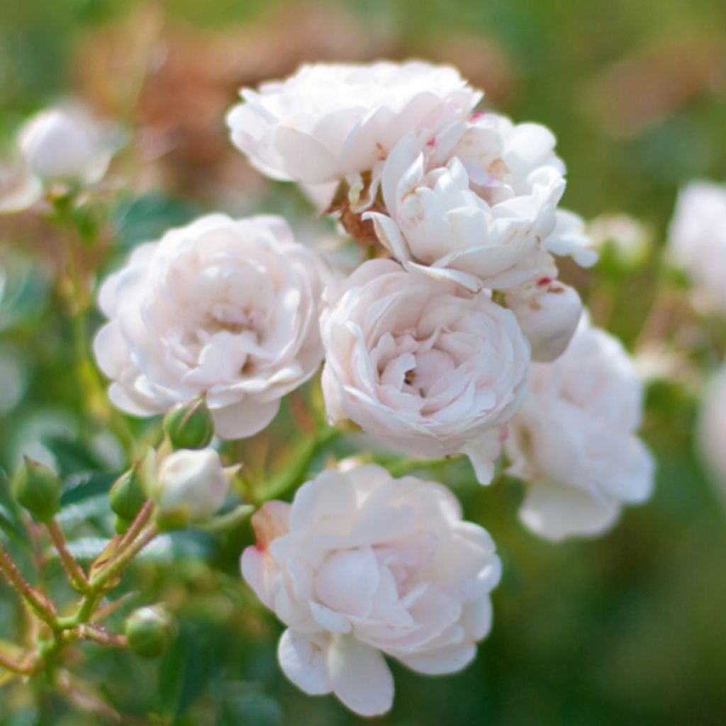 Rosa x polyantha Crystal Fairy® - Polyantha Rose, Polyantha.