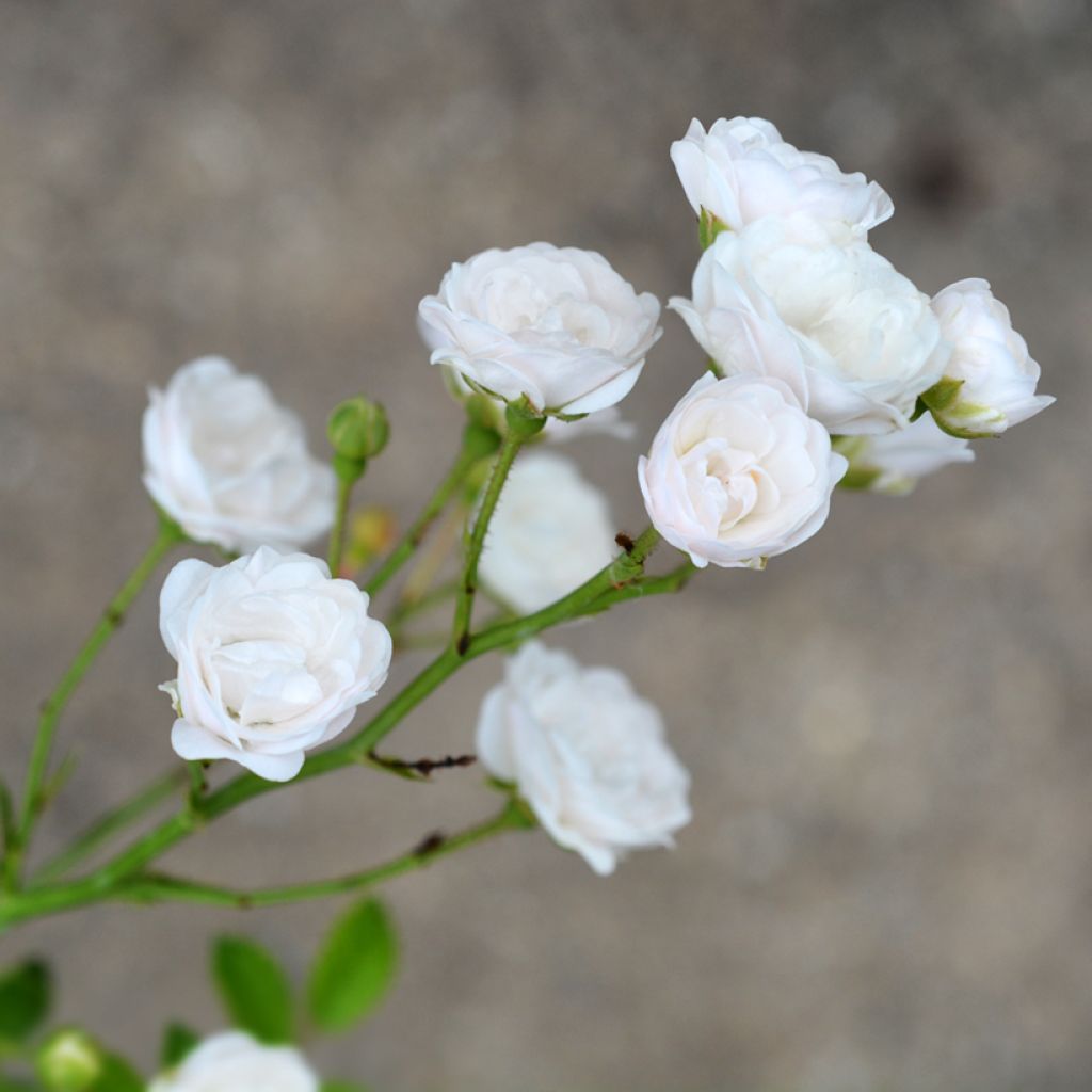 Rosa x polyantha Crystal Fairy® - Polyantha Rose, Polyantha.