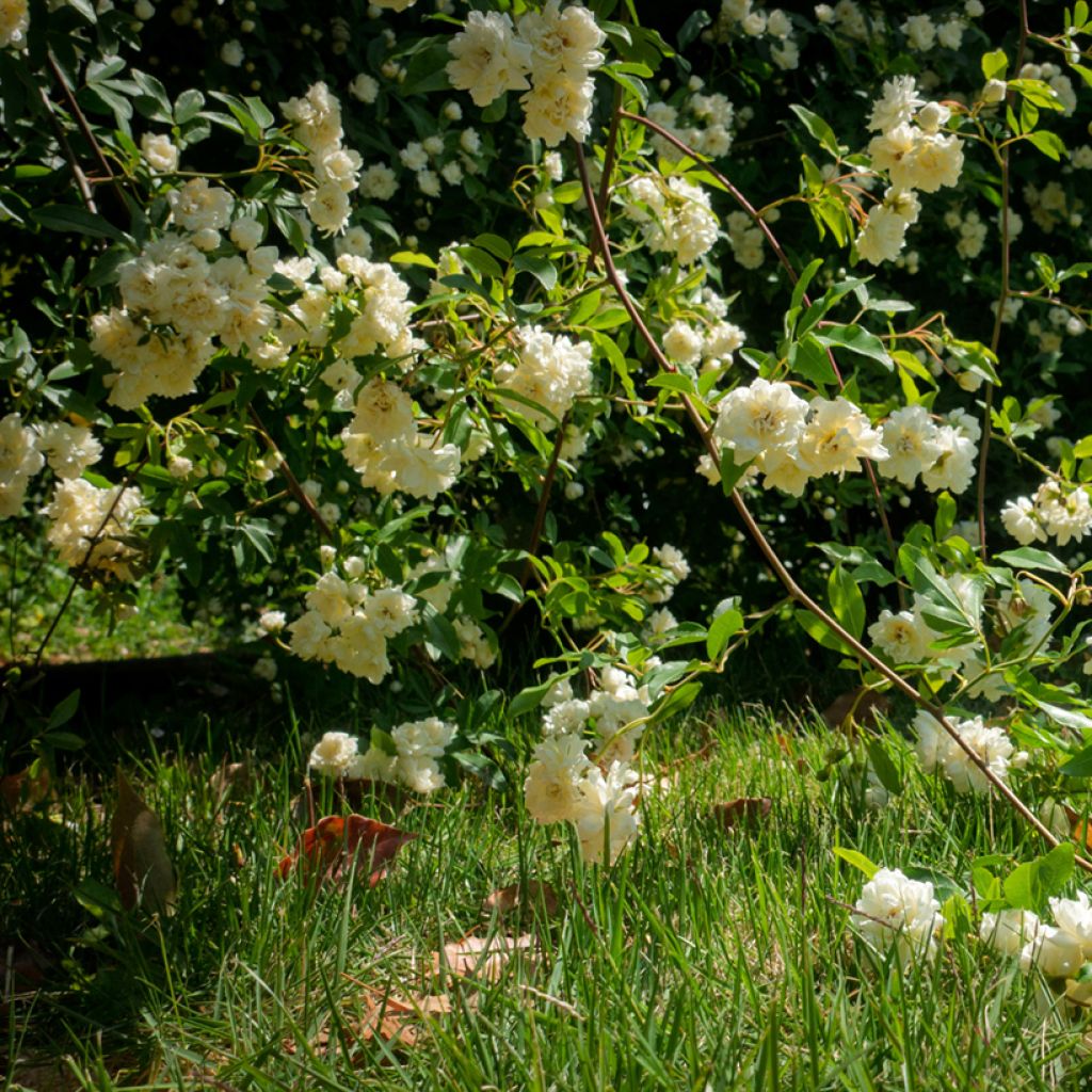 Rosa banksiae Lutea - Rosal de Banksia