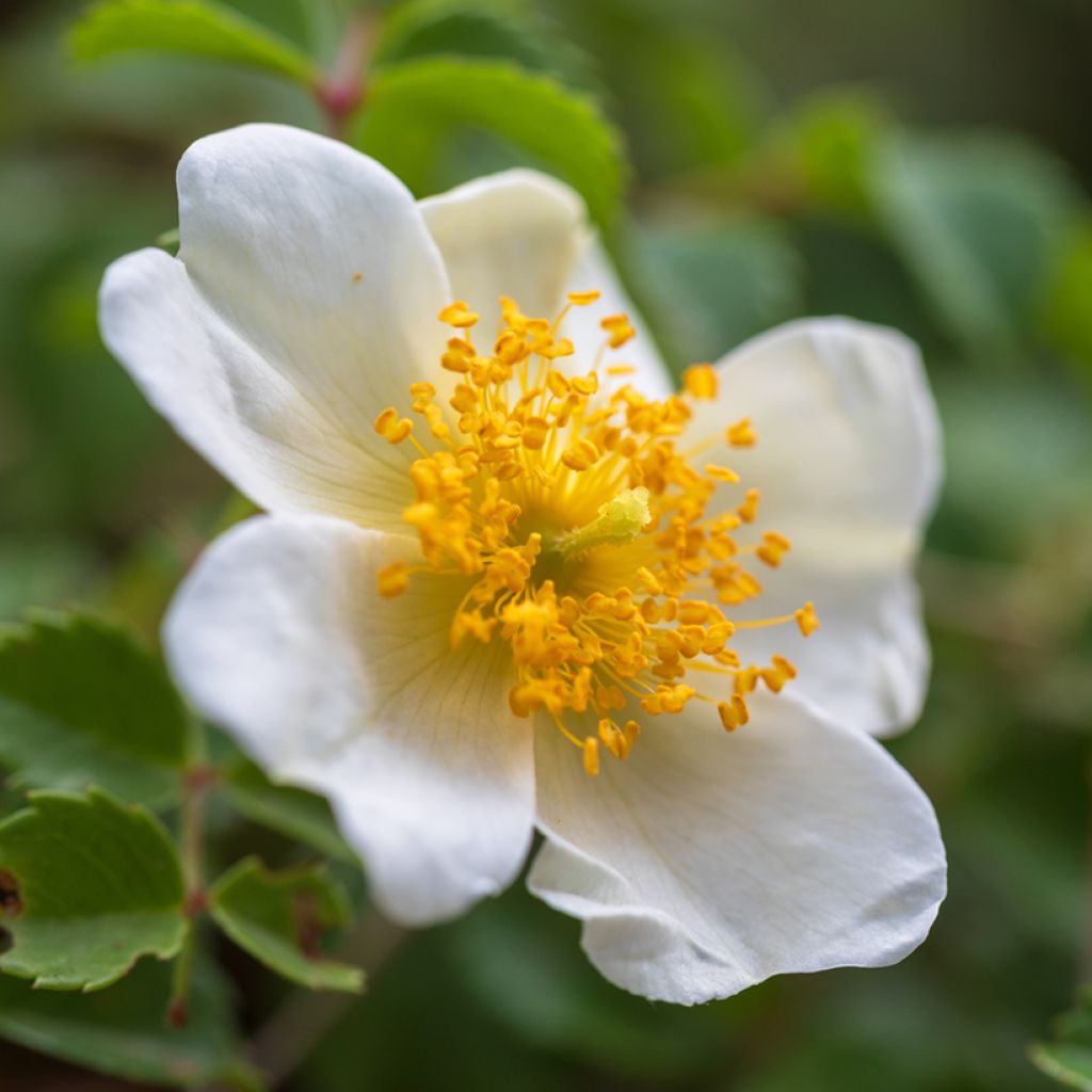 Rosa arvensis - Rosal silvestre