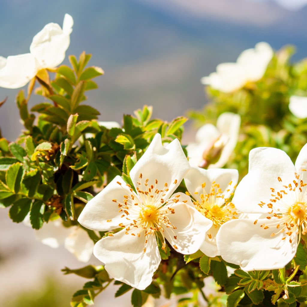 Rosa arvensis - Rosal silvestre