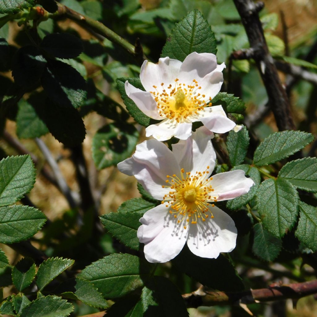Rosa arvensis - Rosal silvestre
