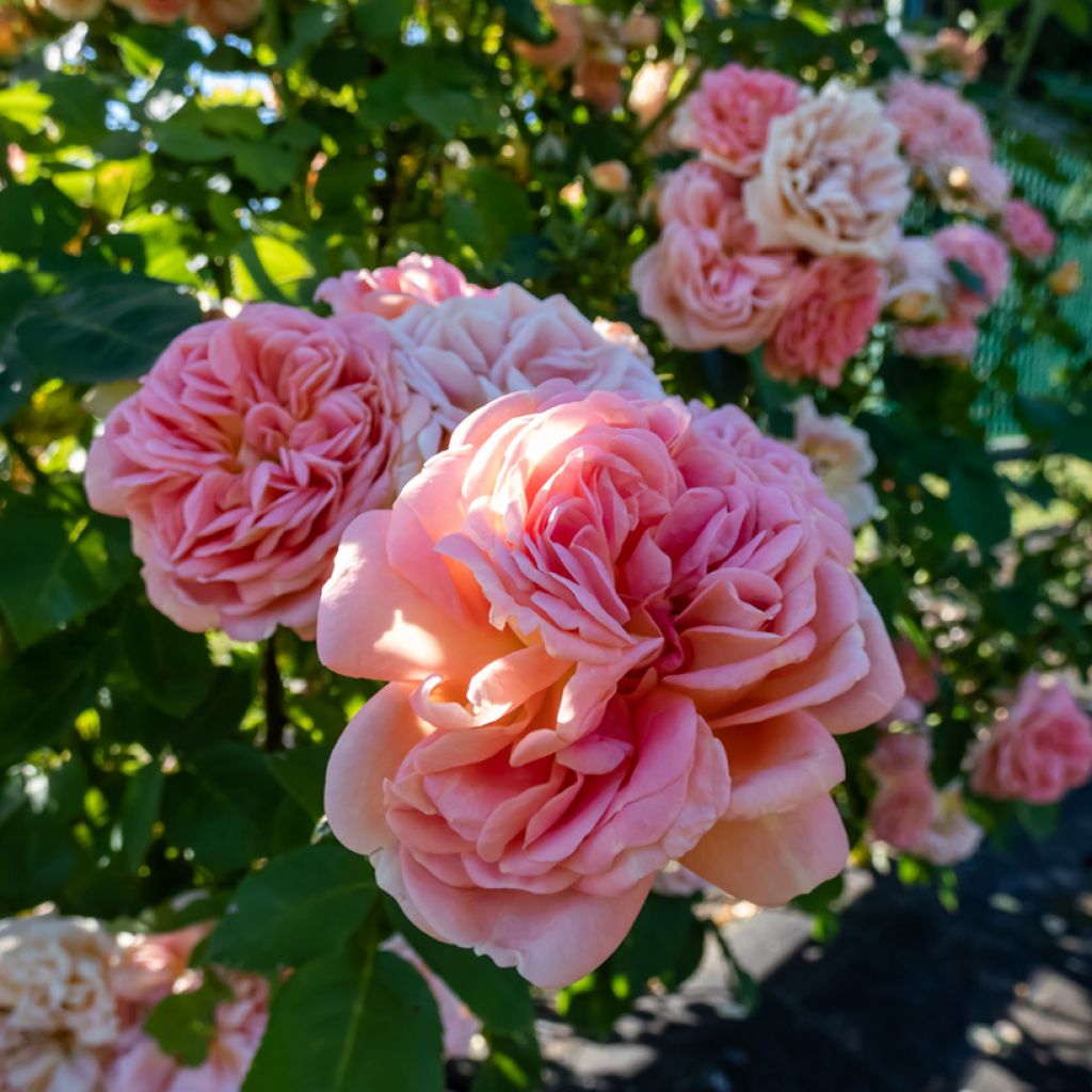 Rosal Alchymist - Rosal trepador