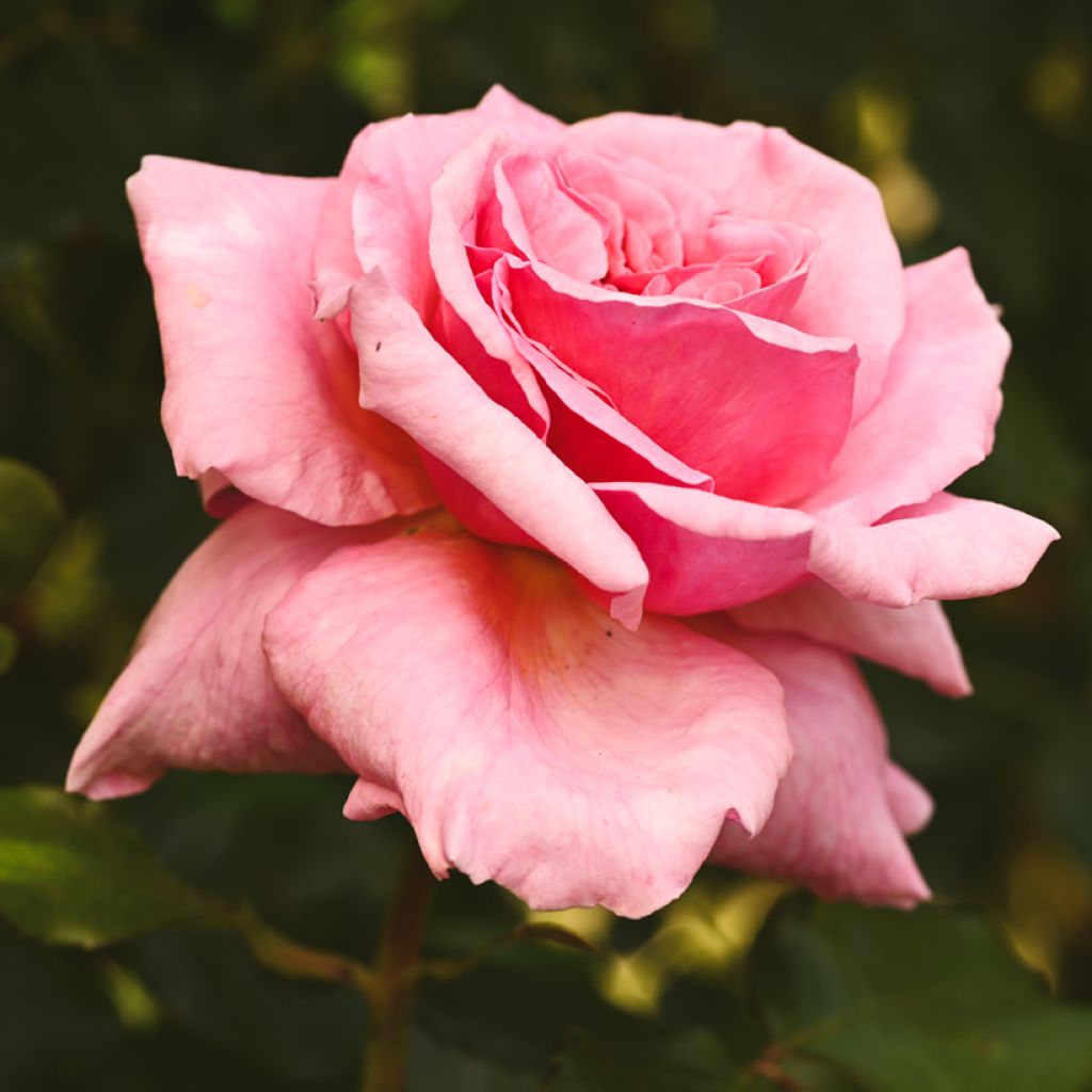 Rosal Aloha de Kordes - Rosal trepador
