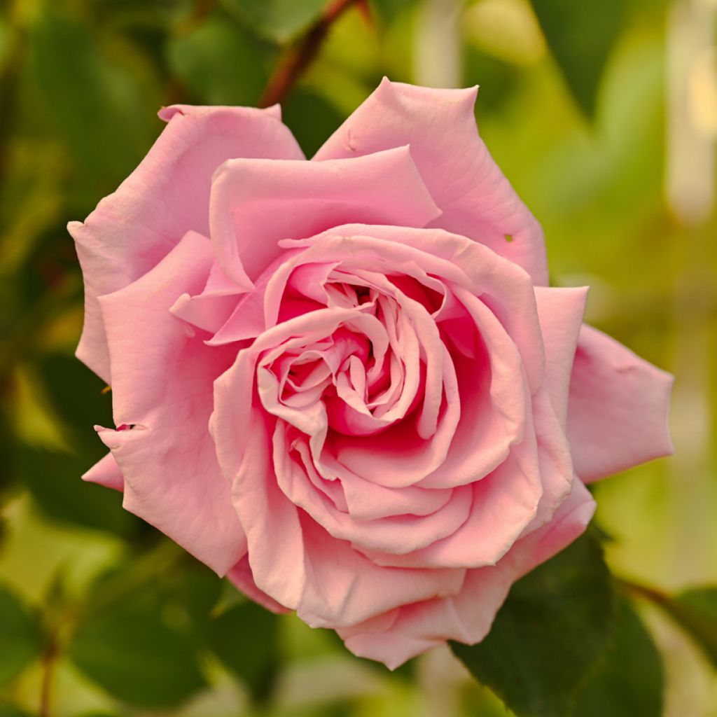 Rosal Aloha de Kordes - Rosal trepador