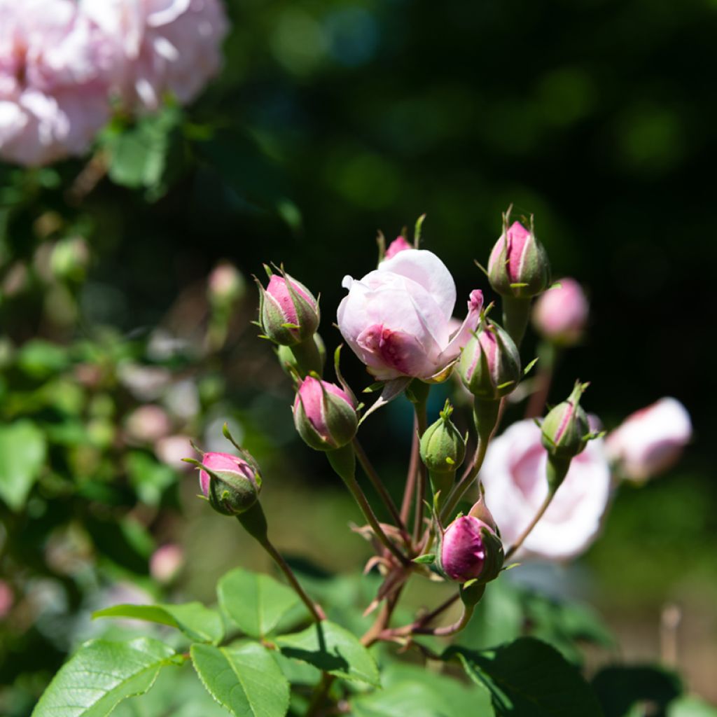 Rosal Blush Noisette - Rosal trepador