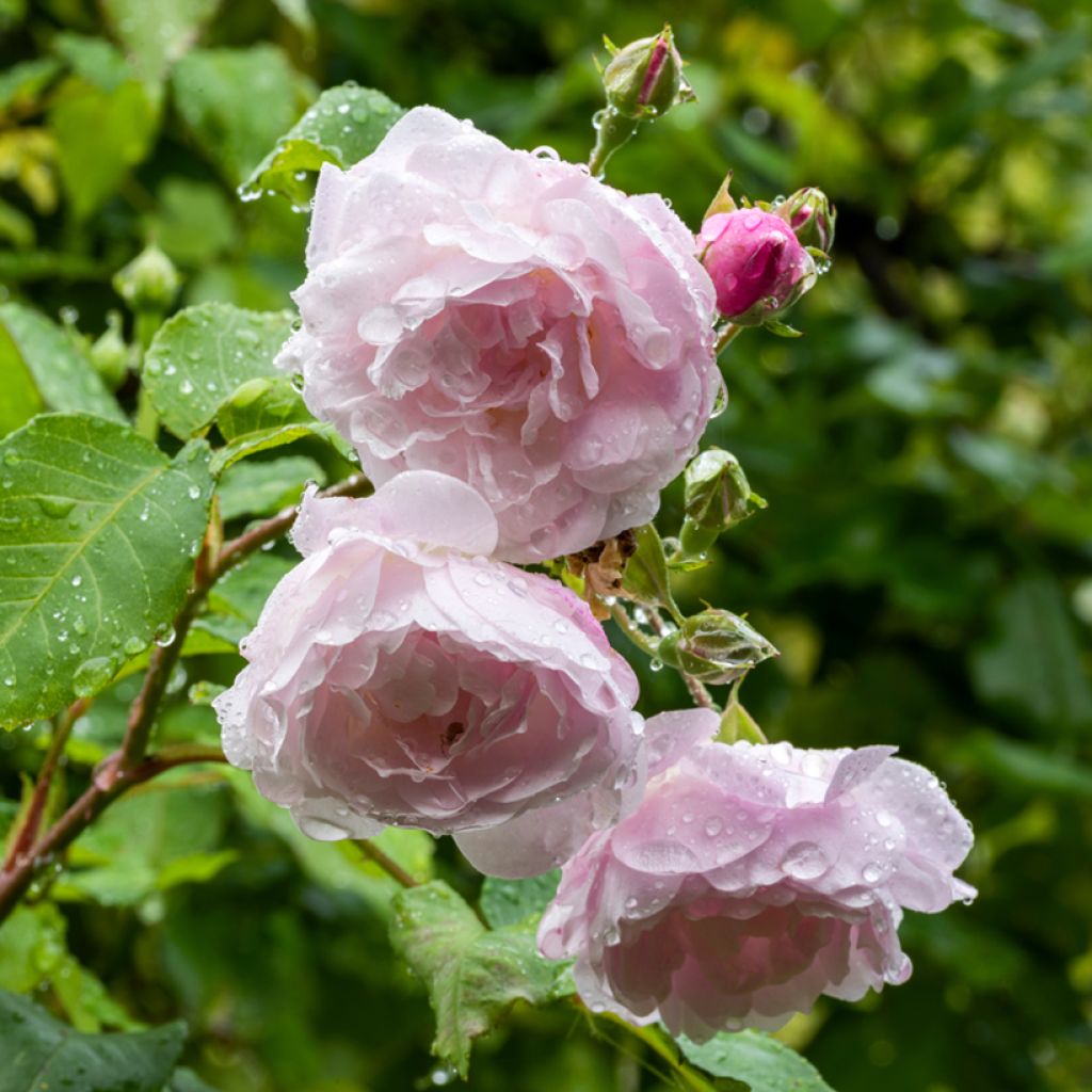 Rosal Blush Noisette - Rosal trepador