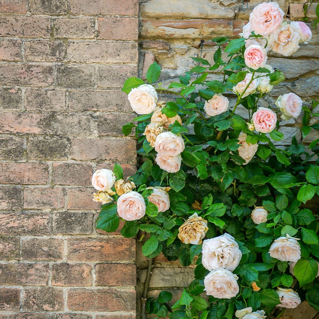 Rosal Blush Noisette - Rosal trepador