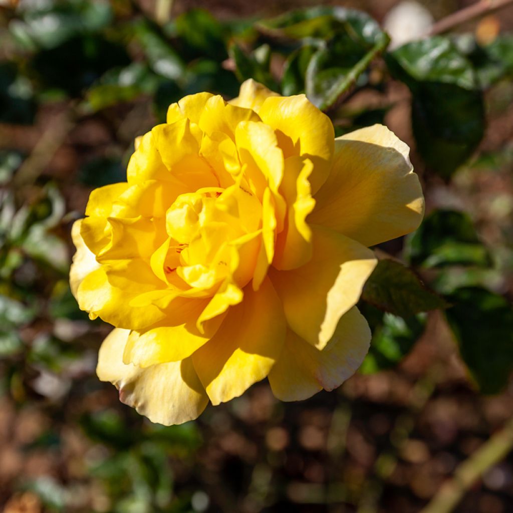 Rosal Golden Showers - Rosal trepador