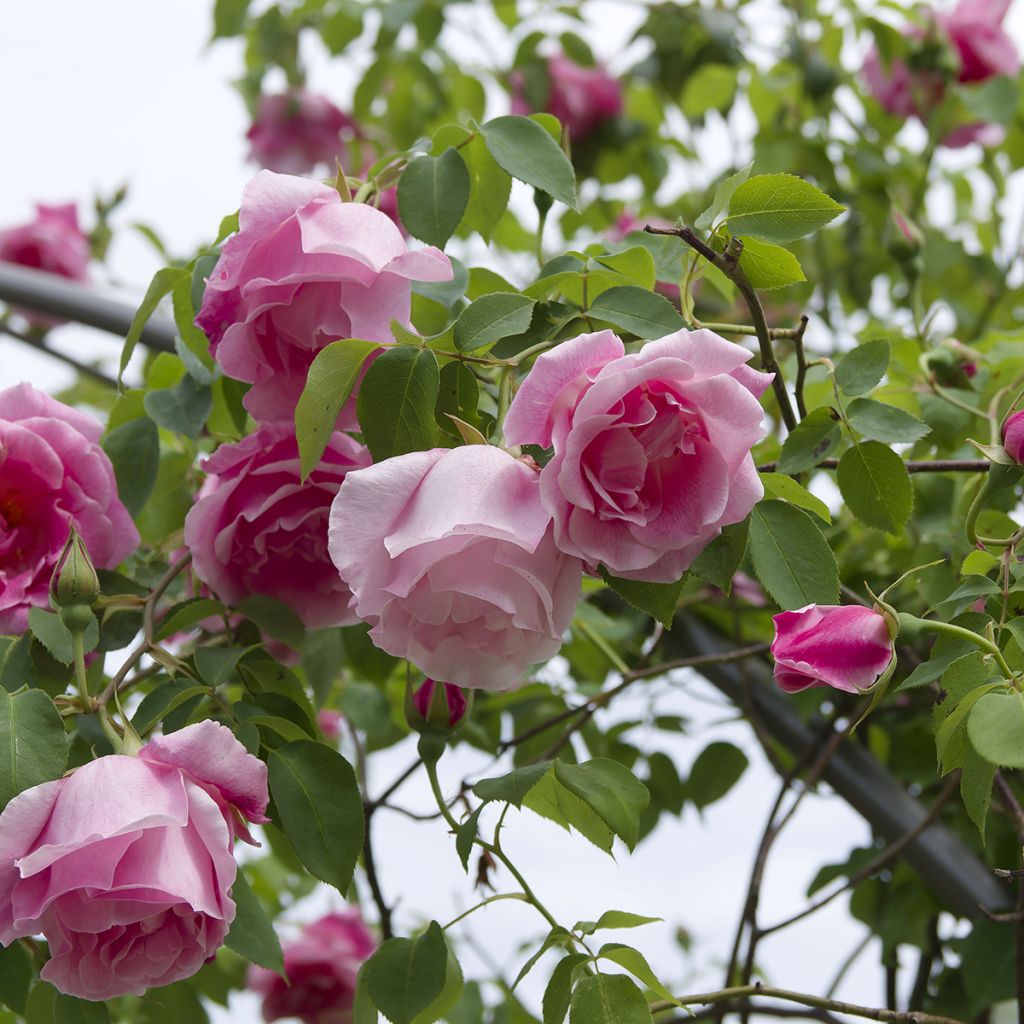 Rosal Mme Gregoire Staechelin - Rosal trepador