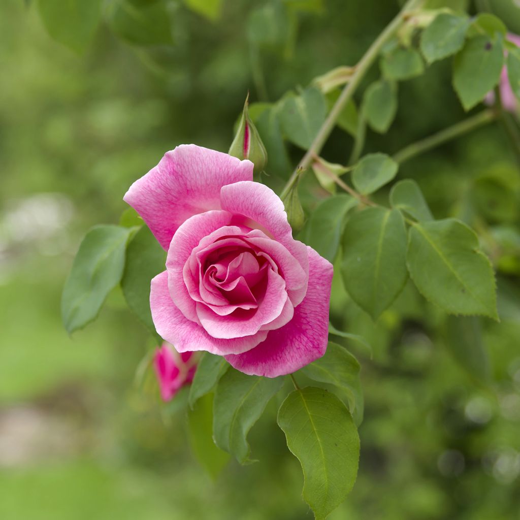 Rosal Mme Gregoire Staechelin - Rosal trepador