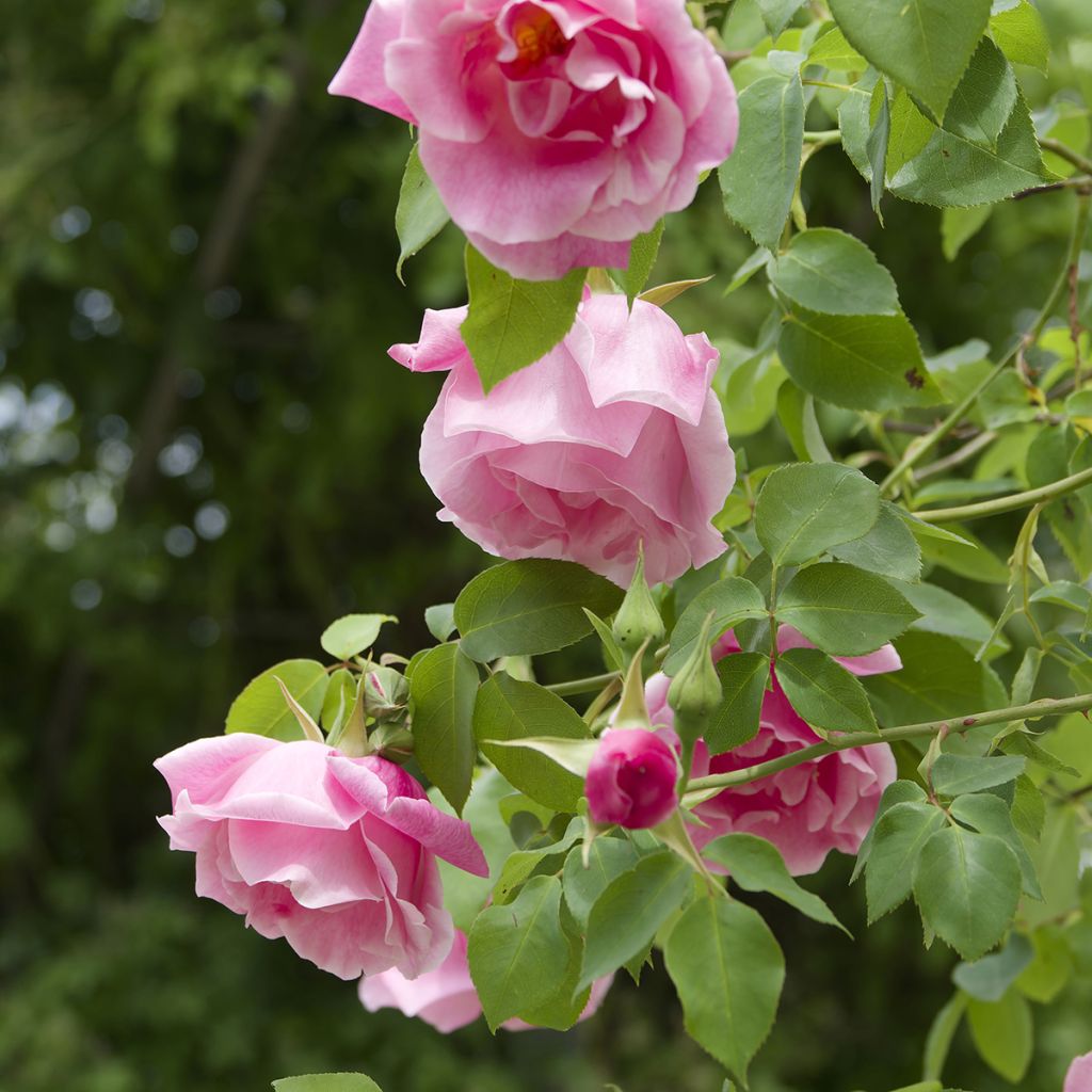 Rosal Mme Gregoire Staechelin - Rosal trepador