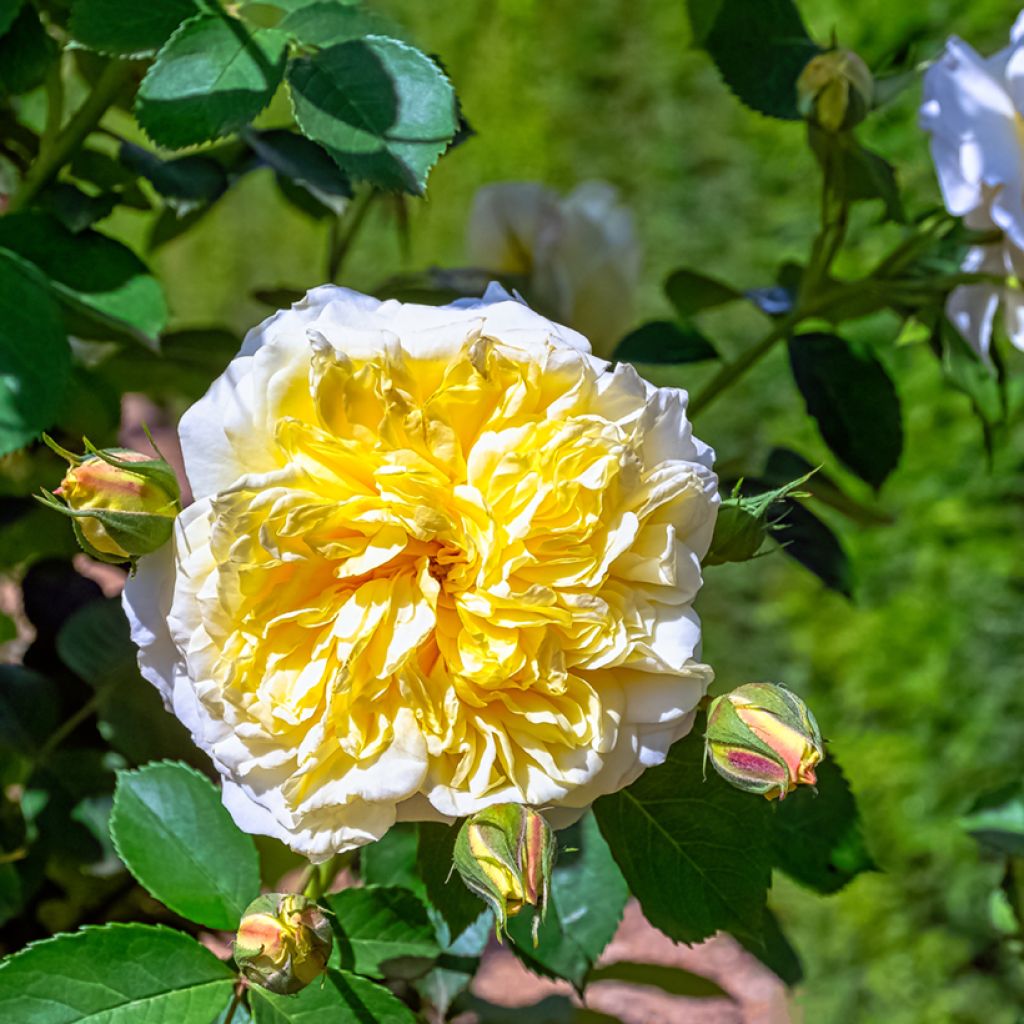 Rosal Albéric Barbier - Rosal liana