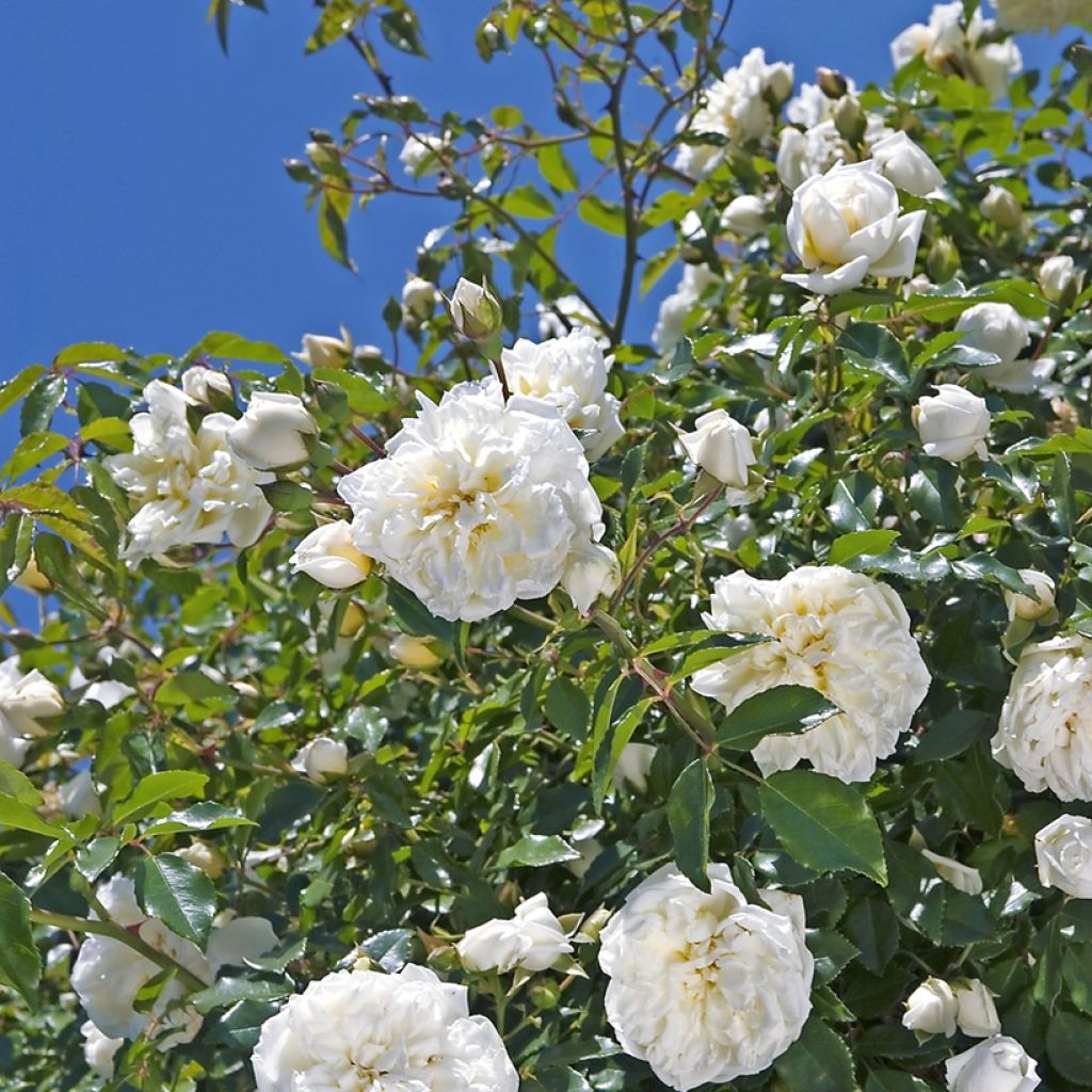 Rosal Albéric Barbier - Rosal liana