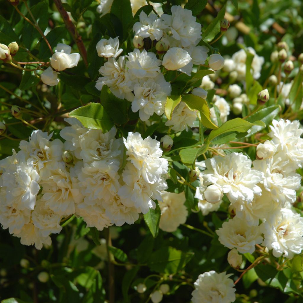 Rosal Paul's Himalayan Musk - Rosal liana