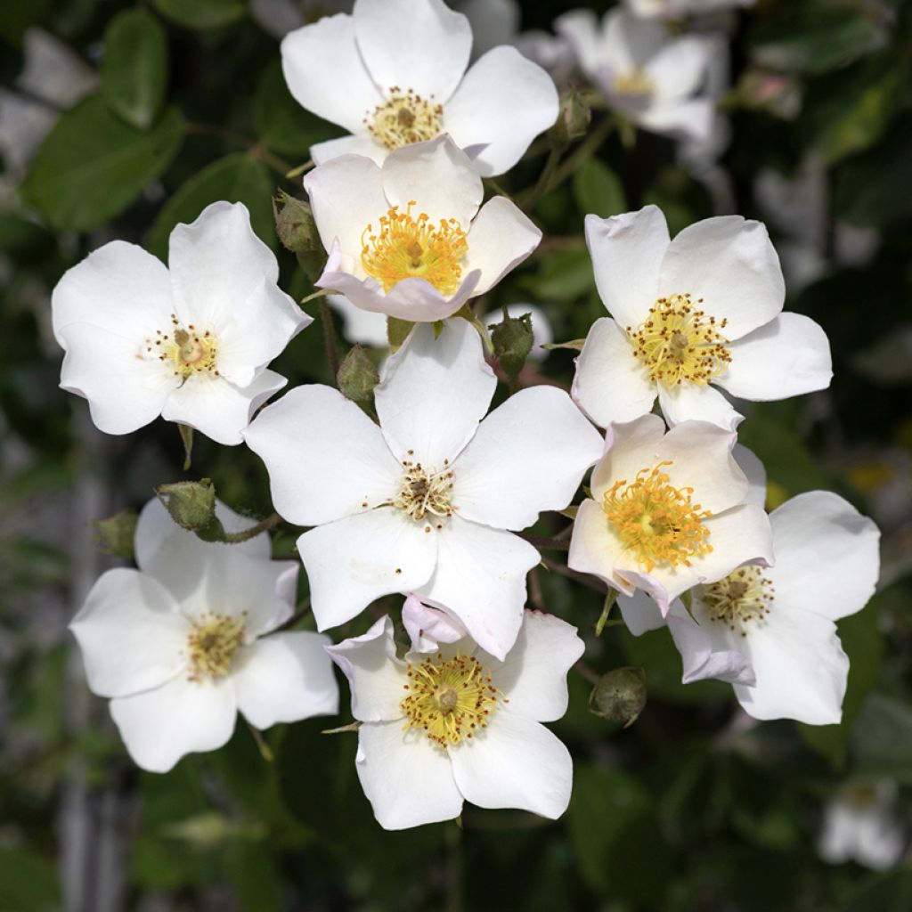 Rosal filipes Kiftsgate - Rosal liana