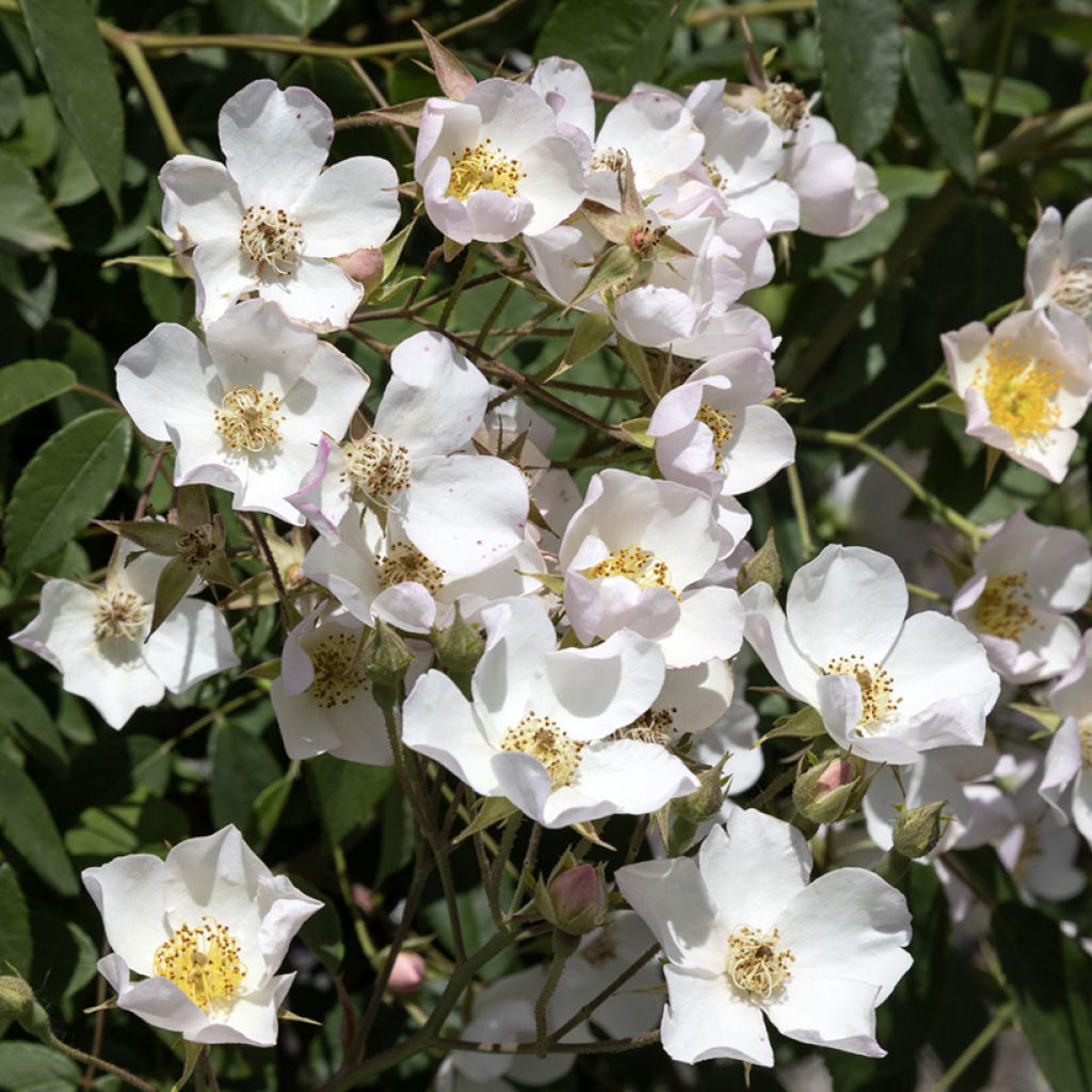 Rosal filipes Kiftsgate - Rosal liana