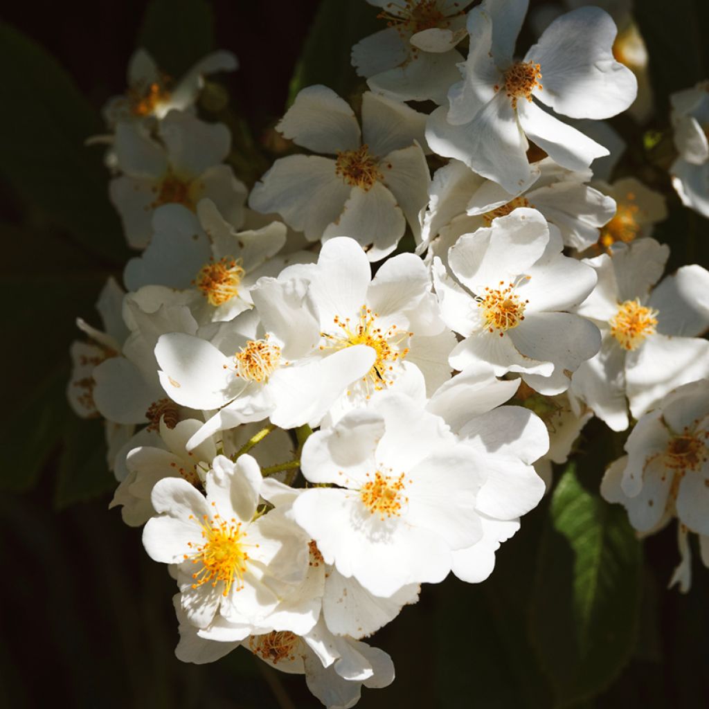 Rosal filipes Kiftsgate - Rosal liana