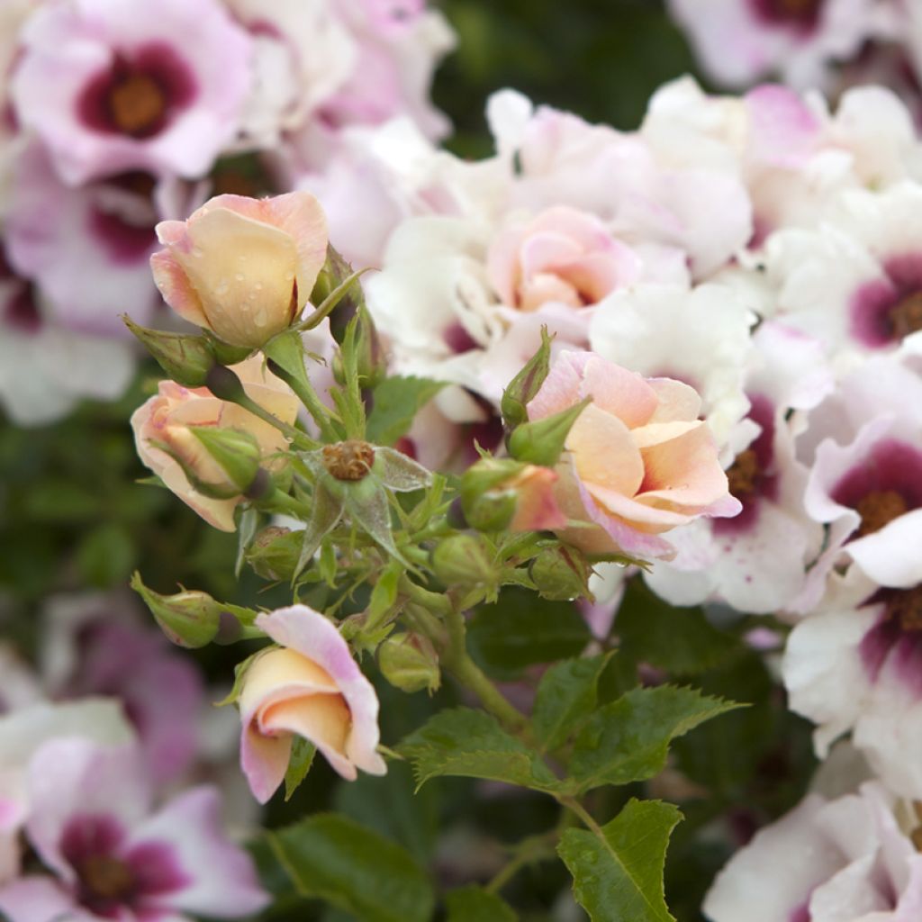 Rosa x persica Aria Babylon Eyes® 'IPB1265-16' - Persian Rose, Hulthemia, Persian Yellow Rose