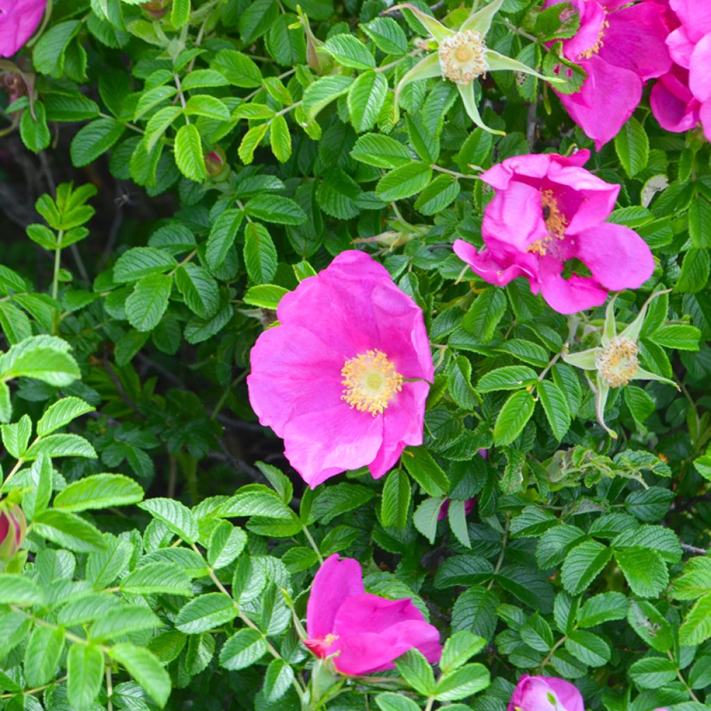 Rosal rugosa Frau Dagmar Hastrup