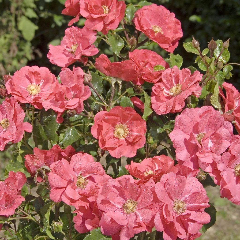 Rosal PATIO ROSE Xenia
