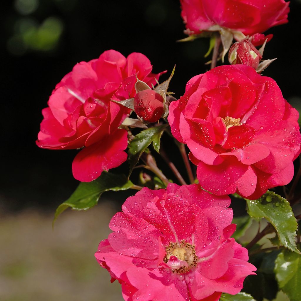 Rosal PATIO ROSE Xenia