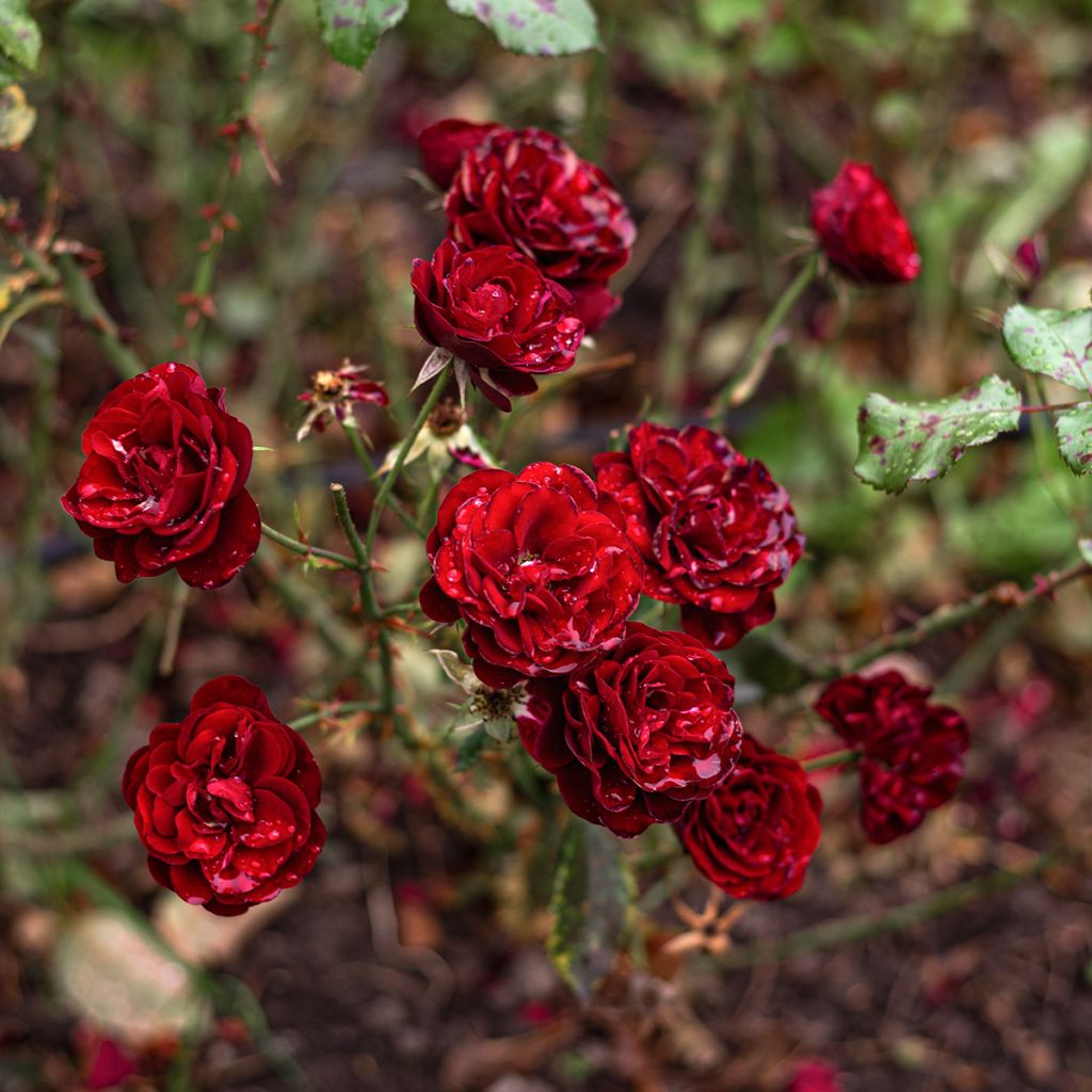 Rosal Baby Baccara - Rosal enano