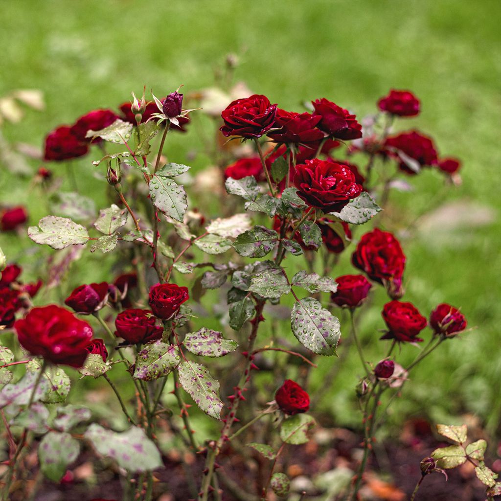 Rosal Baby Baccara - Rosal enano