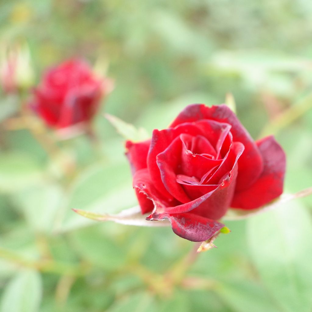 Rosal Baby Baccara - Rosal enano
