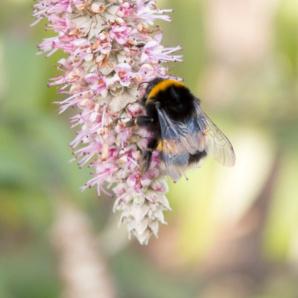 Rostrinucula dependens  - Weeping buddleia, Weeping butterfly bush