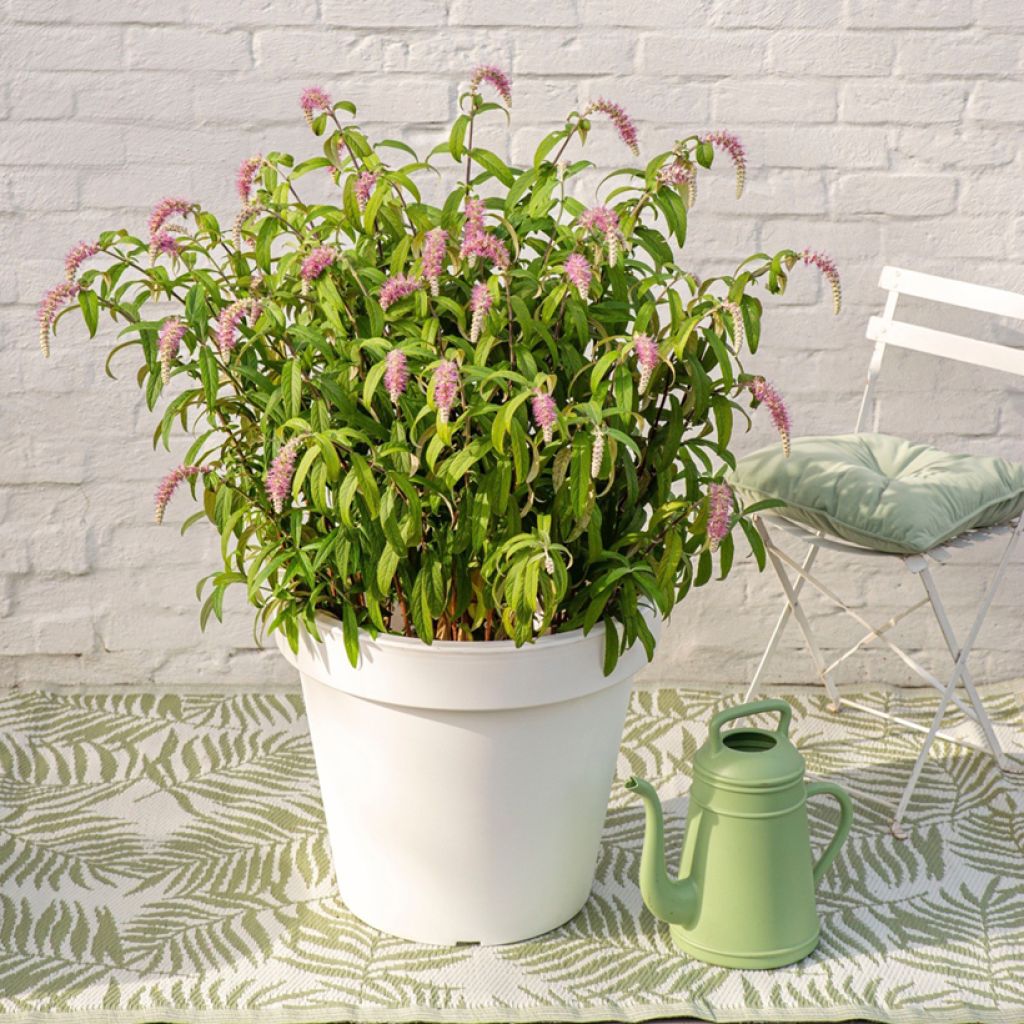 Rostrinucula dependens  - Weeping buddleia, Weeping butterfly bush