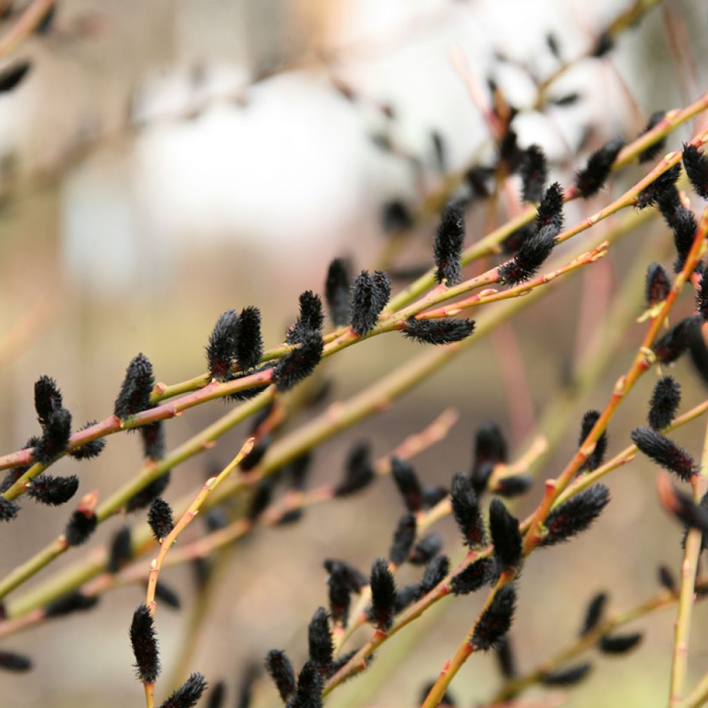 Salix gracilistyla Melanostachys - Sauce