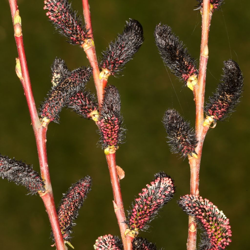 Salix gracilistyla Melanostachys - Sauce