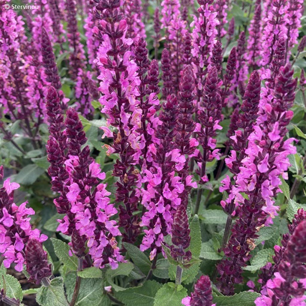 Salvia nemorosa 'Dosalmiro' MIDNIGHT ROSE (MIDNIGHT series) - Wood Sage, Balkan Clary, Meadow Sage